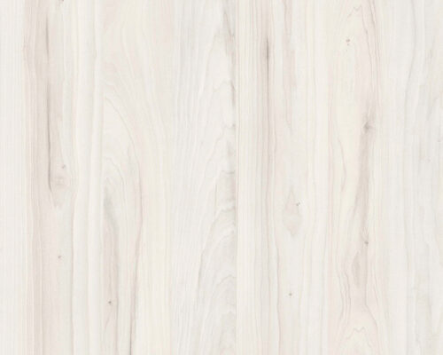 Magnolia nara beatle Imagen de Magnolia nara beatle